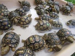 Želva pardálí (Stigmochelys pardalis)