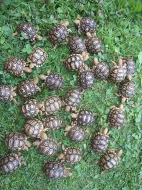 Želva pardálí (Stigmochelys pardalis)