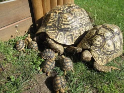 Želva pardálí (Stigmochelys pardalis)