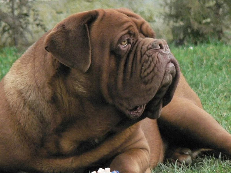 Bordeauxska doga, Dogue de bordeaux