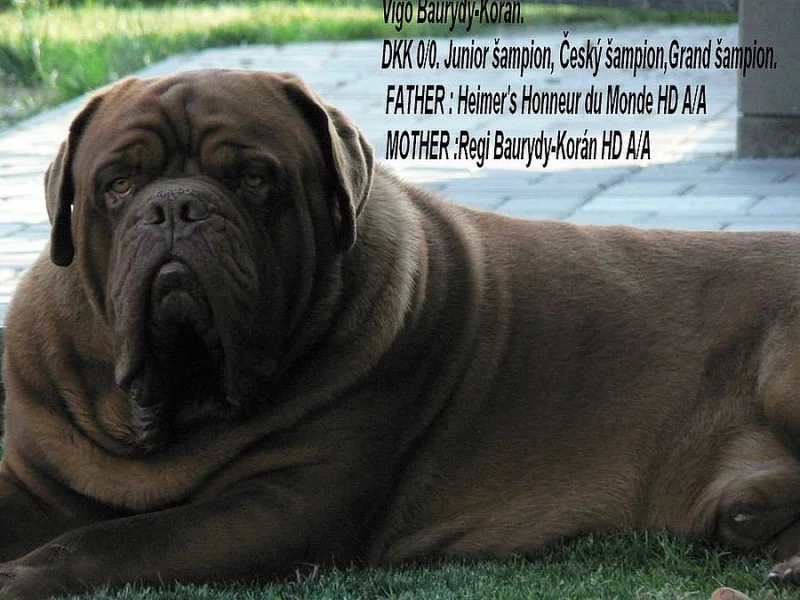Bordeauxska doga, Dogue de bordeaux