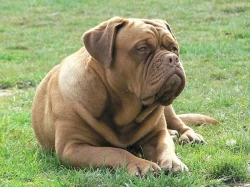 Bordeauxska doga, Dogue de bordeaux