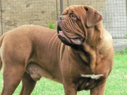 Bordeauxska doga, Dogue de bordeaux