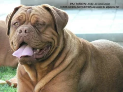 Bordeauxska doga, Dogue de bordeaux