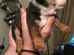 Angličtina bulldog
