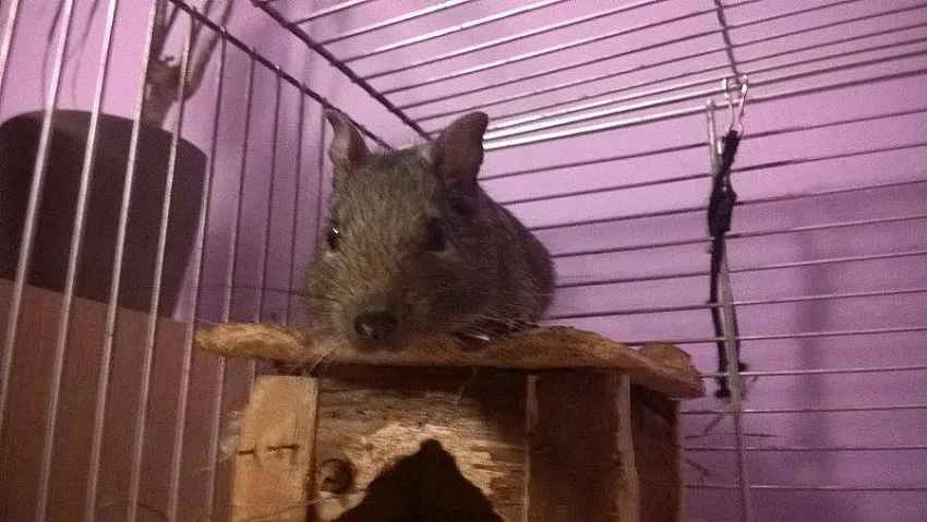 Osmák degu