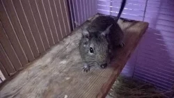 Osmák degu