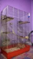 Osmák degu