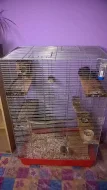 Osmák degu