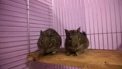 Osmák degu