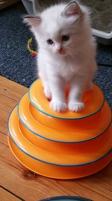 Nabízím ke krytí kocoura Ragdoll