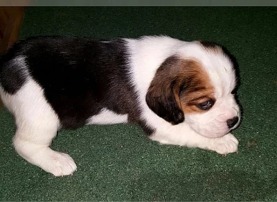 Beagle (bígl) krásní pejsci