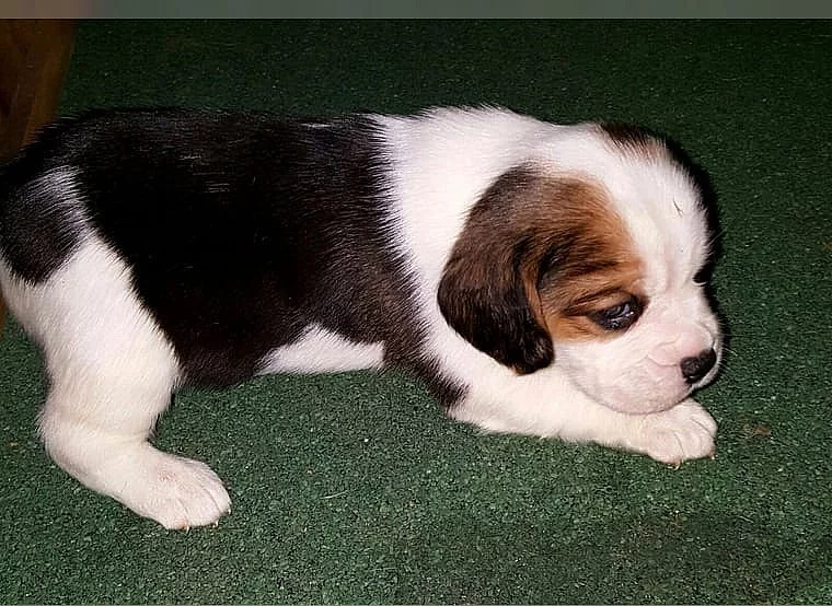Beagle (bígl) krásní pejsci