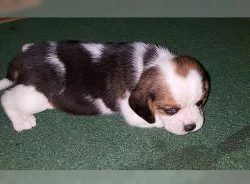 Beagle (bígl) krásní pejsci