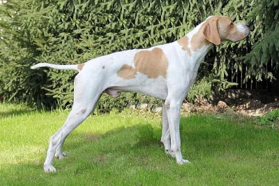 POINTER