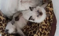 Nádherná kocicka RAGDOLL