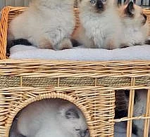 Nádherná kocicka RAGDOLL