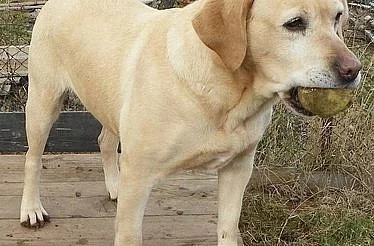 Sára - Labradorský retrívr