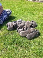 Am.Stafordšírský bulteriér s PP