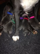 Am.Stafordšírský bulteriér s PP