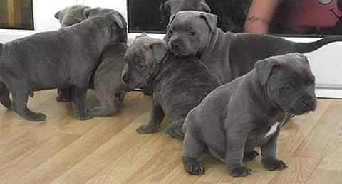 Am.Stafordšírský bulteriér s PP