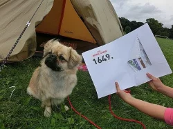Tibetský španěl - štěňata s PP