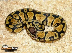 Python regius (Krajta královská) - odchov 2016