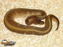 Python regius (Krajta královská) - odchov 2016