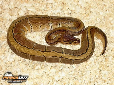 Python regius (Krajta královská) - odchov 2016