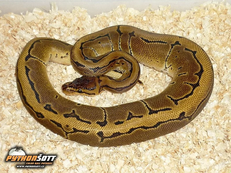 Python regius (Krajta královská) - odchov 2016