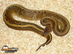 Python regius (Krajta královská) - odchov 2016