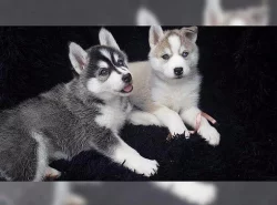 Sibiřský husky, krásná štěňátka s PP - zadáme.