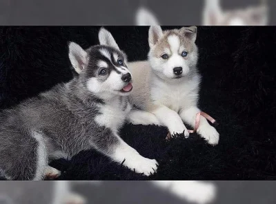 Sibiřský husky, krásná štěňátka s PP - zadáme.
