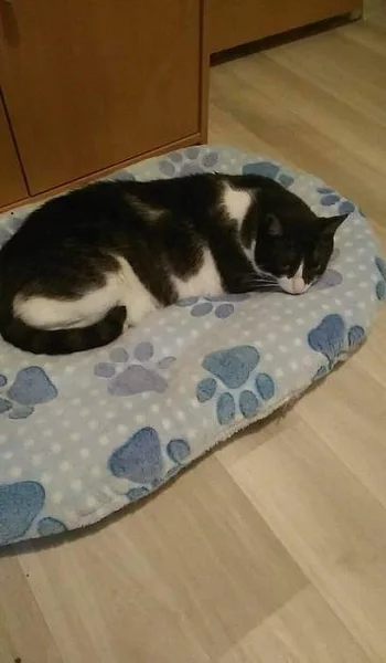 mikeš