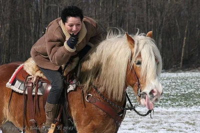 Kobylka hafling