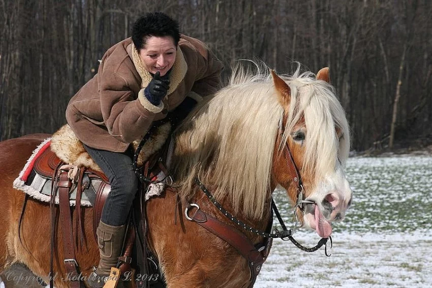 Kobylka hafling