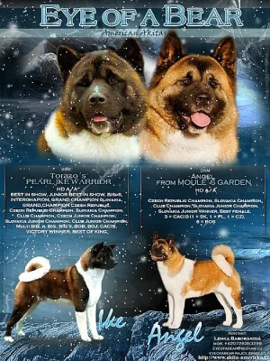 Americká Akita - štěňátka