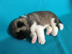 Americká Akita - štěňátka
