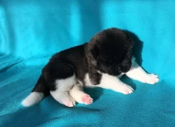 Americká Akita - štěňátka