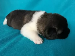 Americká Akita - štěňátka