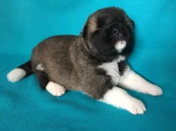Americká Akita - štěňátka