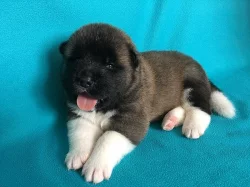 Americká Akita - štěňátka