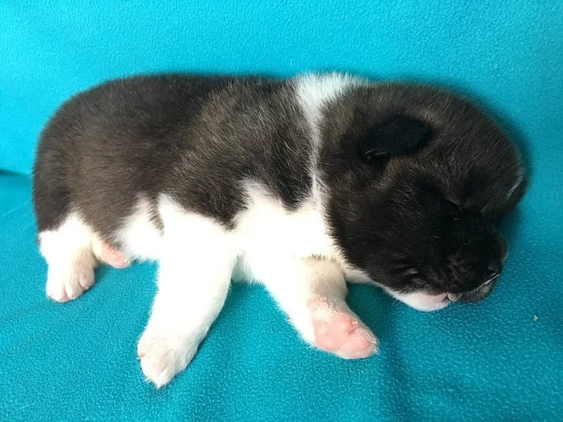 Americká Akita - štěňátka