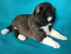 Americká Akita - štěňátka