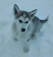 Aljašský malamut fenečka