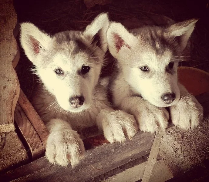Aljašský malamut fenečka