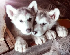 Aljašský malamut fenečka