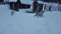 Aljašský malamut fenečka