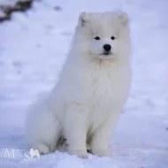Štěně samojeda s PP