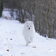 Štěně samojeda s PP